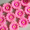 Fuzzy Gerbera Flower Head