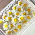 25pcs Daisy Flower